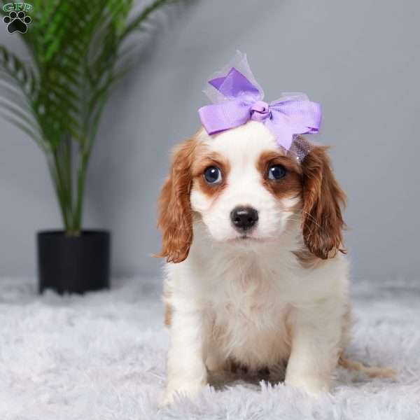 Riley, Cavalier King Charles Spaniel Puppy